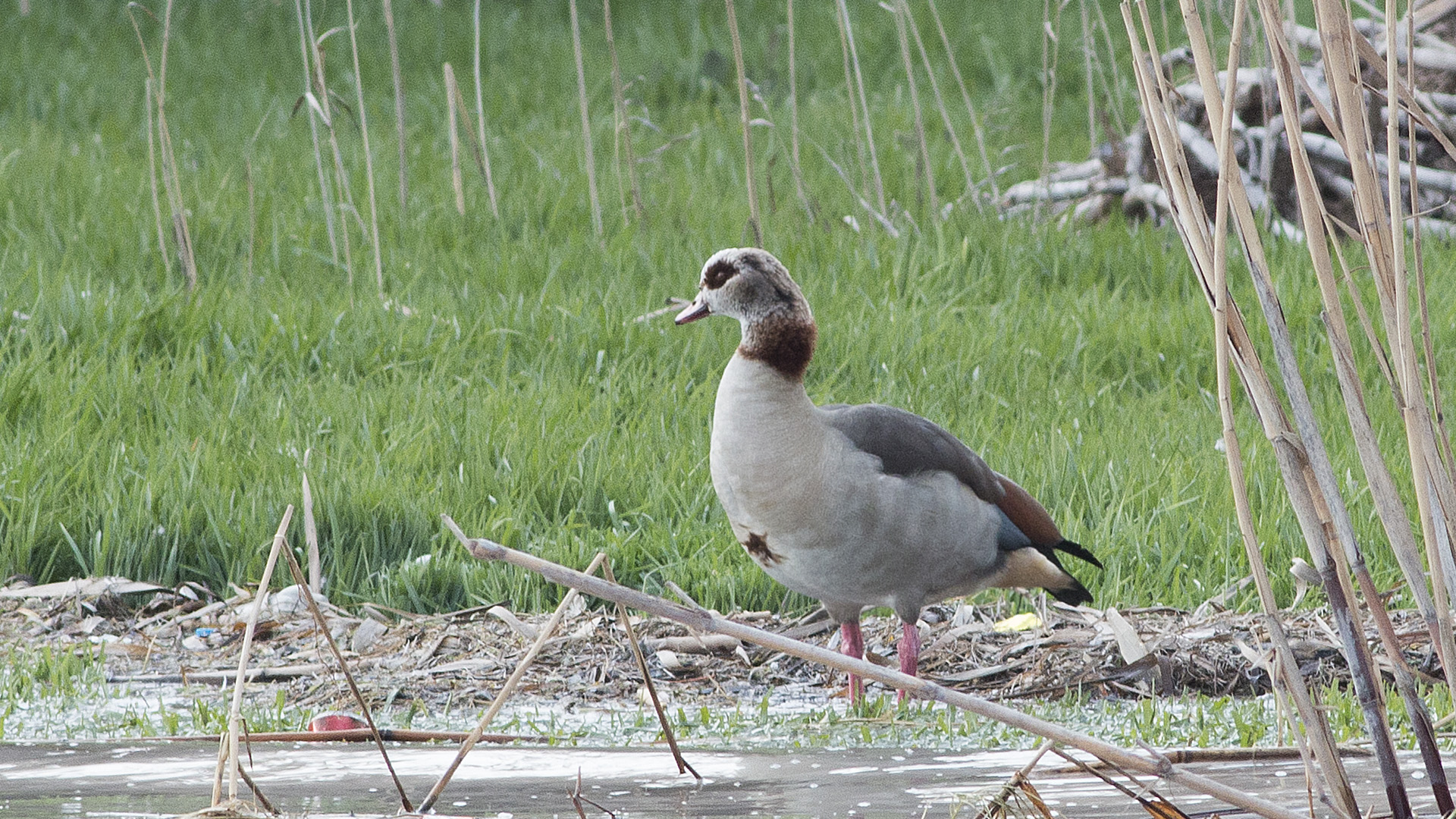 Egyptian Goose